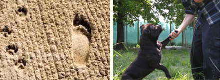 Formazione di base del binomio uomo/cane Formazione di base del binomio uomo/cane